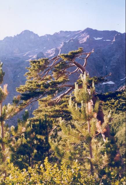 [corse04.jpg]
