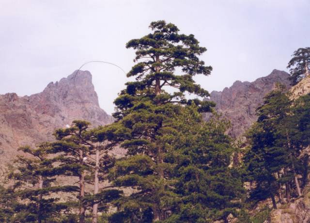 [corse01.jpg]
