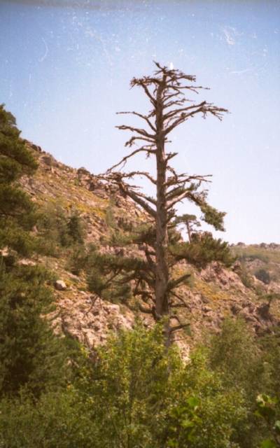 [corse02.jpg]